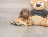 5 week old Dachshund Puppy For Sale - Seaside Pups