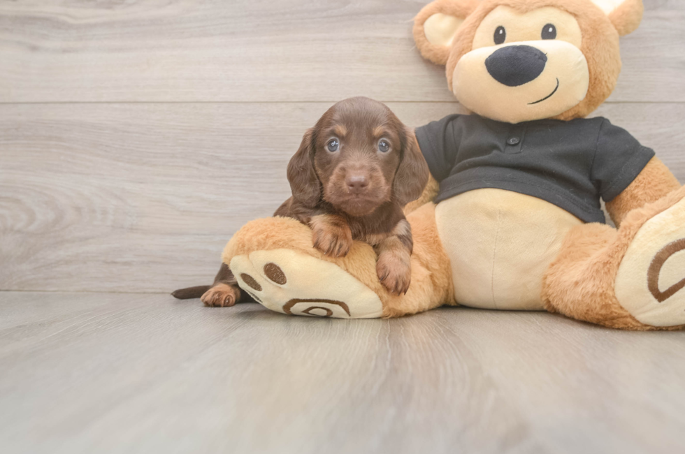 6 week old Dachshund Puppy For Sale - Seaside Pups