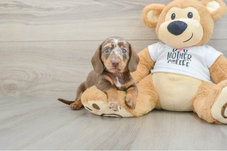 Best Dachshund Baby
