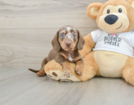 5 week old Dachshund Puppy For Sale - Seaside Pups