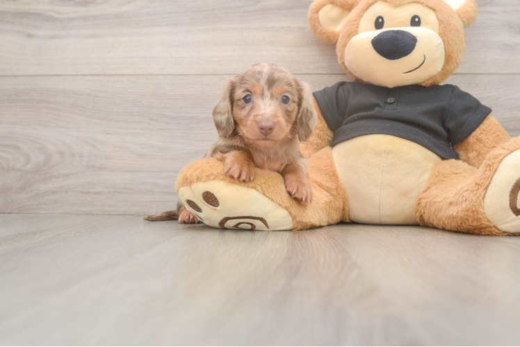Cute Dachshund Baby