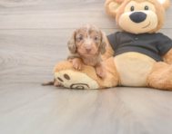 5 week old Dachshund Puppy For Sale - Seaside Pups
