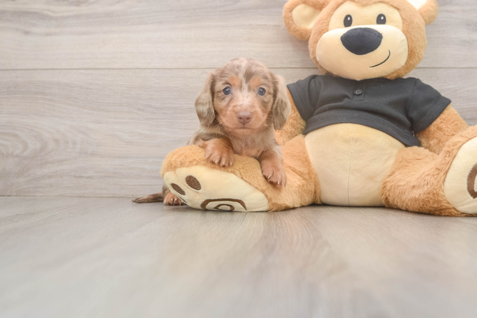 Cute Dachshund Baby