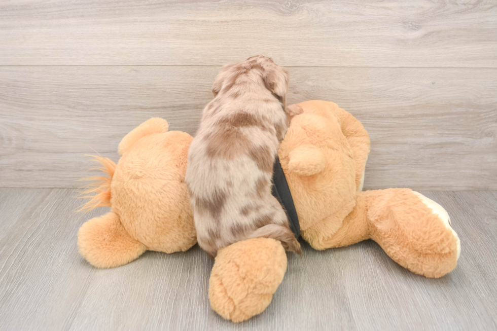 Cute Dachshund Purebred Pup