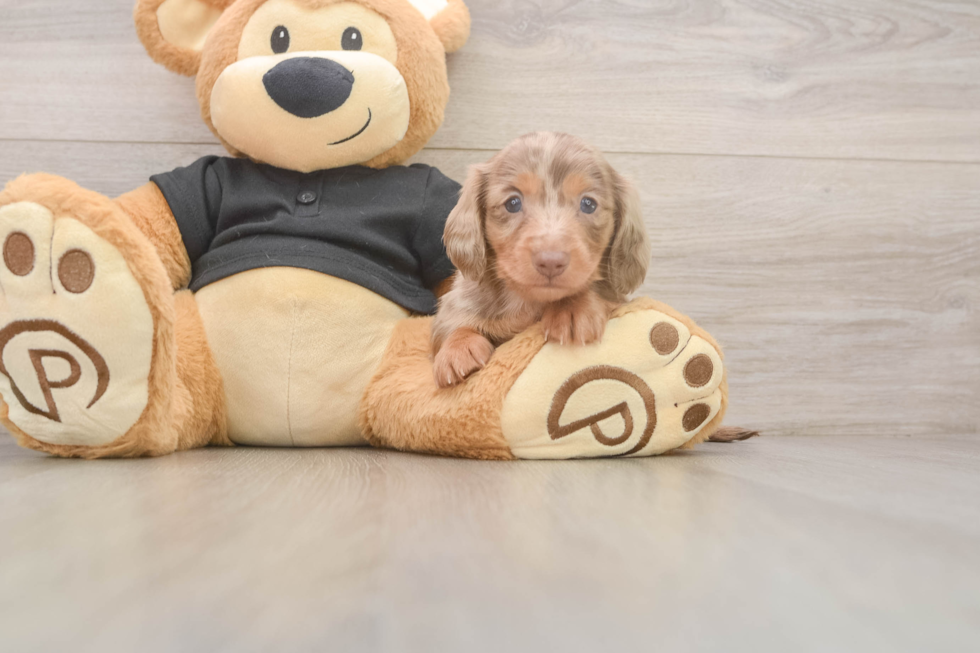 Cute Dachshund Purebred Pup