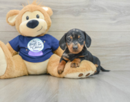 7 week old Dachshund Puppy For Sale - Seaside Pups