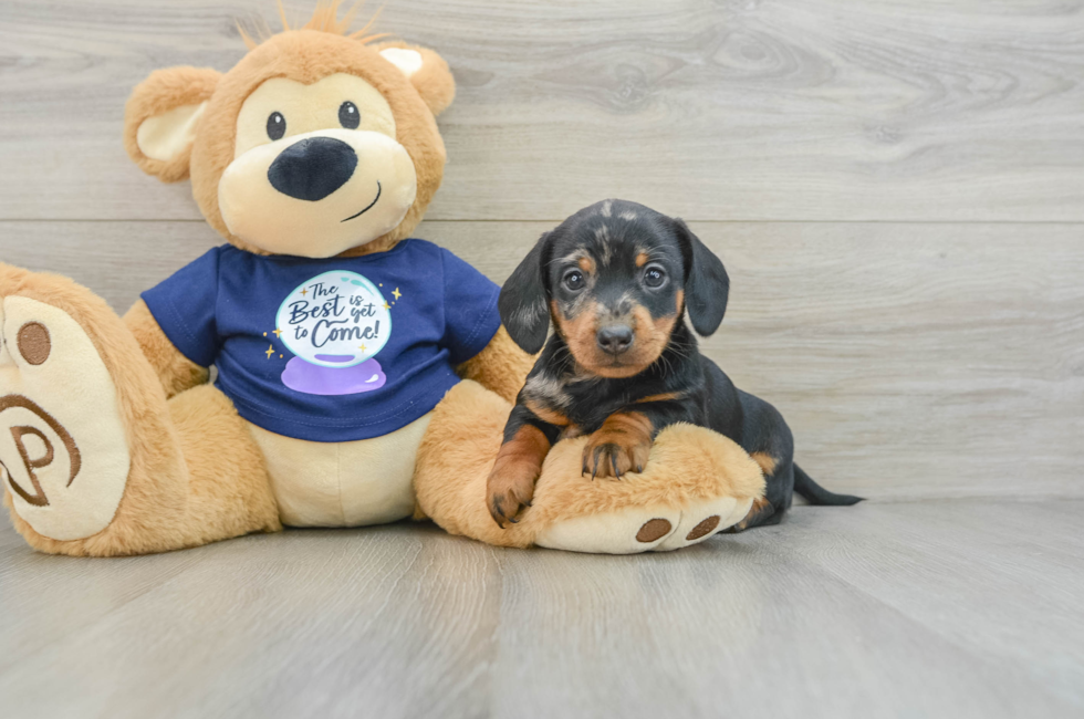 7 week old Dachshund Puppy For Sale - Seaside Pups