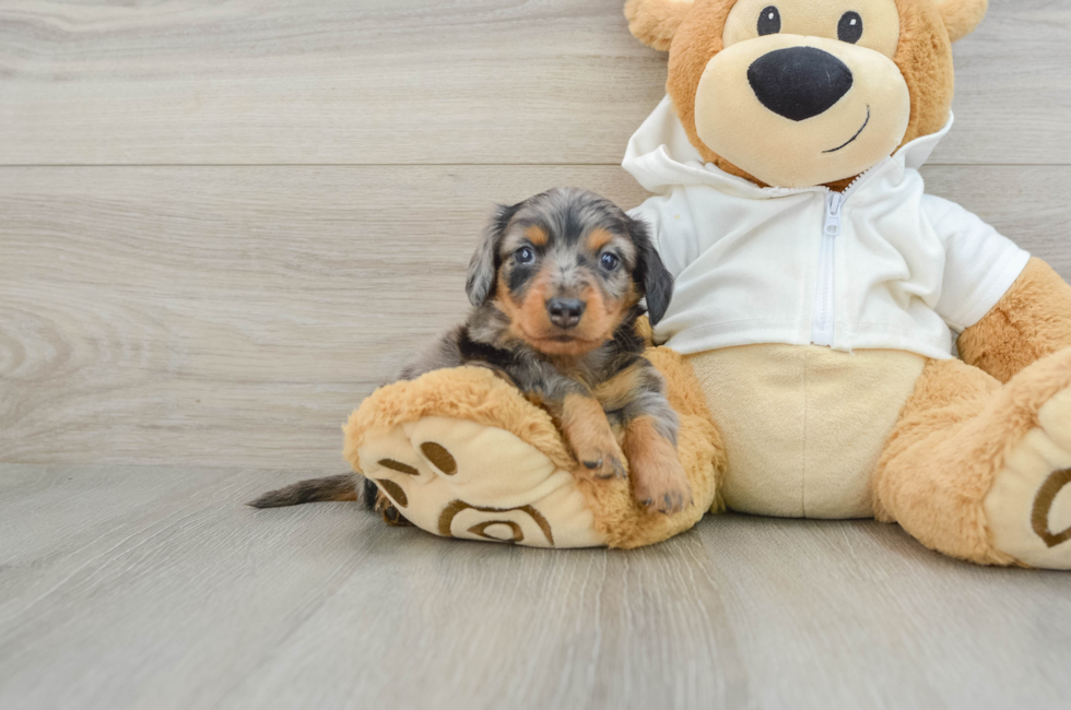 6 week old Dachshund Puppy For Sale - Seaside Pups