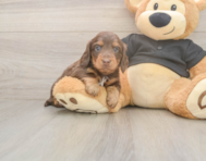 5 week old Dachshund Puppy For Sale - Seaside Pups