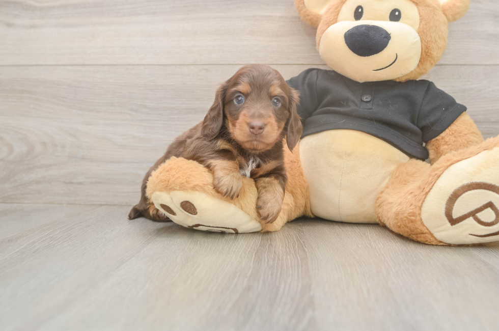 6 week old Dachshund Puppy For Sale - Seaside Pups