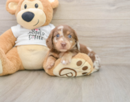 5 week old Dachshund Puppy For Sale - Seaside Pups