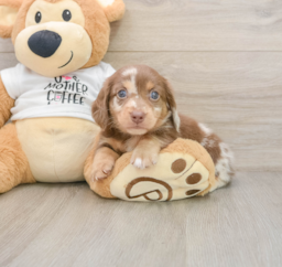 7 week old Dachshund Puppy For Sale - Seaside Pups
