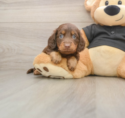 5 week old Dachshund Puppy For Sale - Seaside Pups