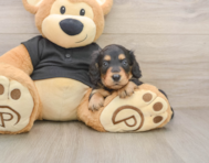 5 week old Dachshund Puppy For Sale - Seaside Pups
