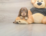 5 week old Dachshund Puppy For Sale - Seaside Pups