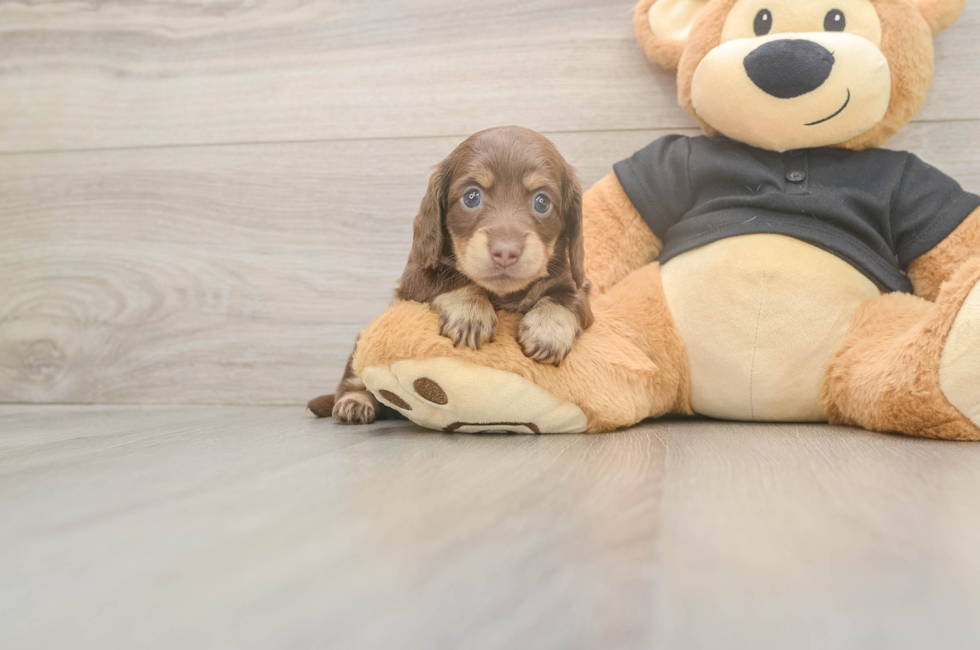 6 week old Dachshund Puppy For Sale - Seaside Pups