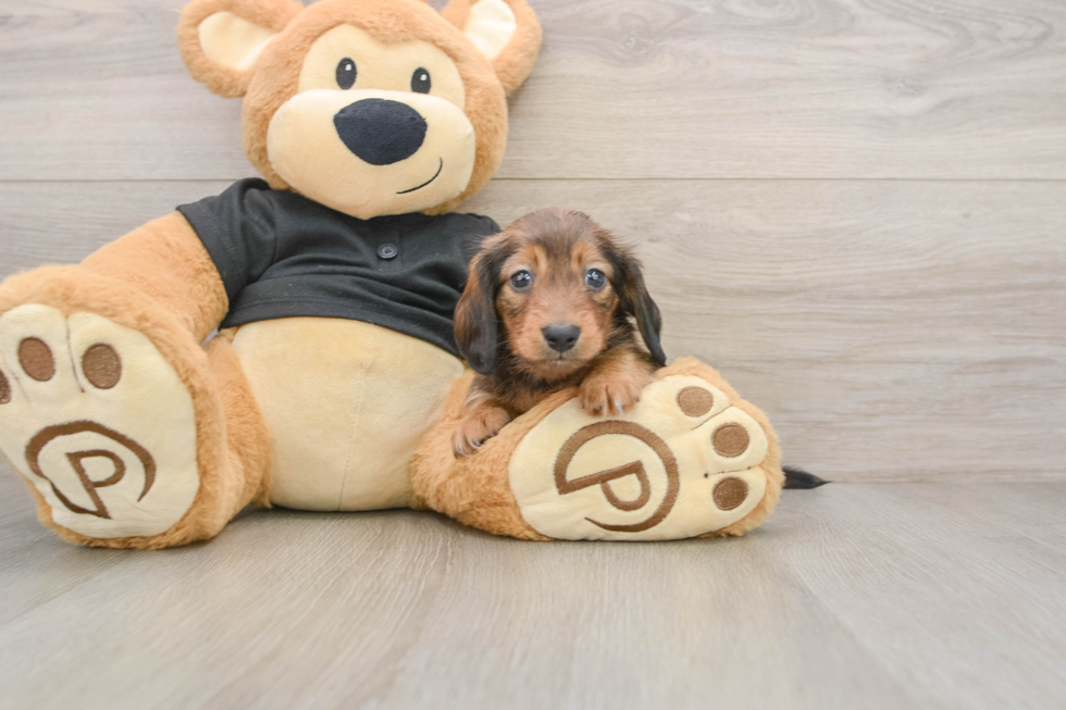 Cute Dachshund Purebred Pup