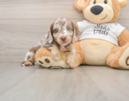 5 week old Dachshund Puppy For Sale - Seaside Pups