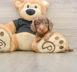 5 week old Dachshund Puppy For Sale - Seaside Pups