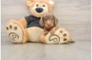 Cute Doxie Purebred Puppy