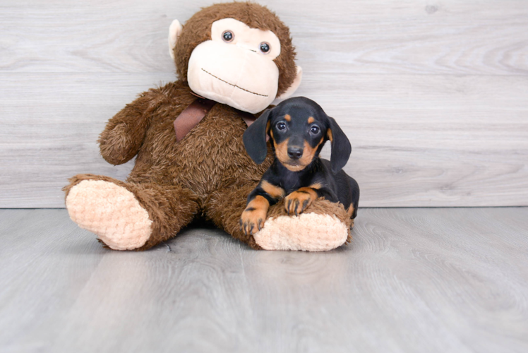 Dachshund Puppy for Adoption