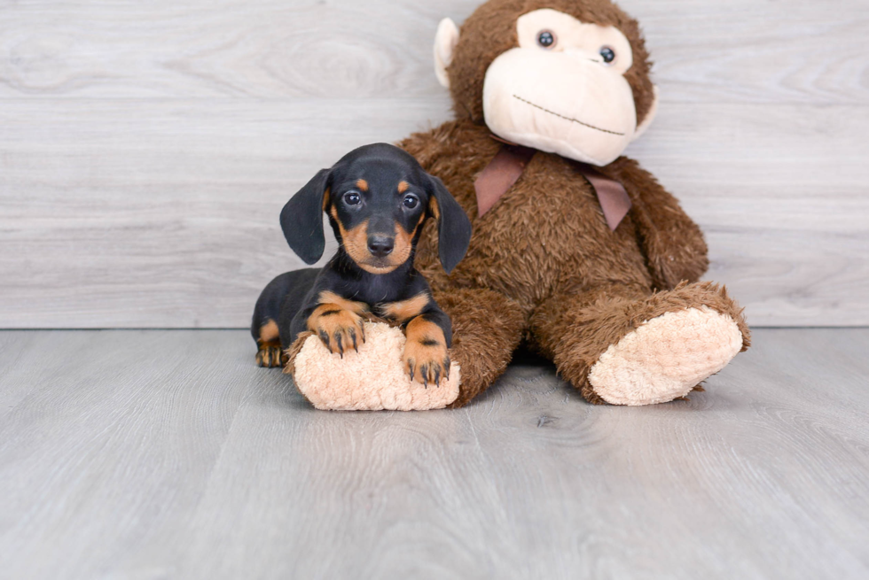 Cute Dachshund Baby