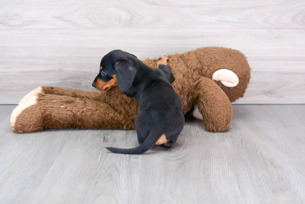 Cute Dachshund Purebred Puppy