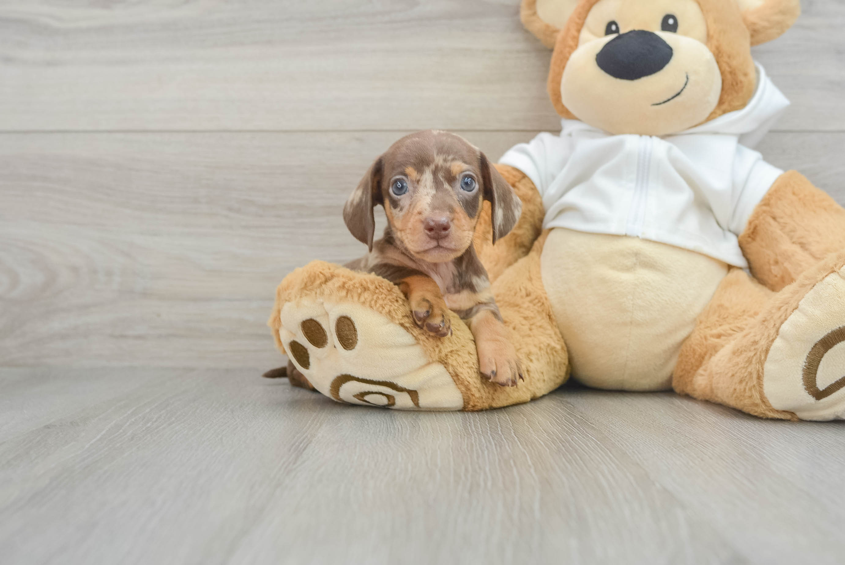 Best Dachshund Baby