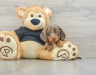 5 week old Dachshund Puppy For Sale - Seaside Pups