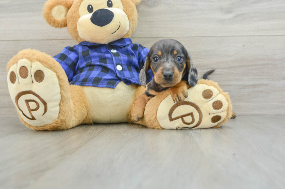 8 week old Dachshund Puppy For Sale - Seaside Pups