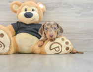 5 week old Dachshund Puppy For Sale - Seaside Pups
