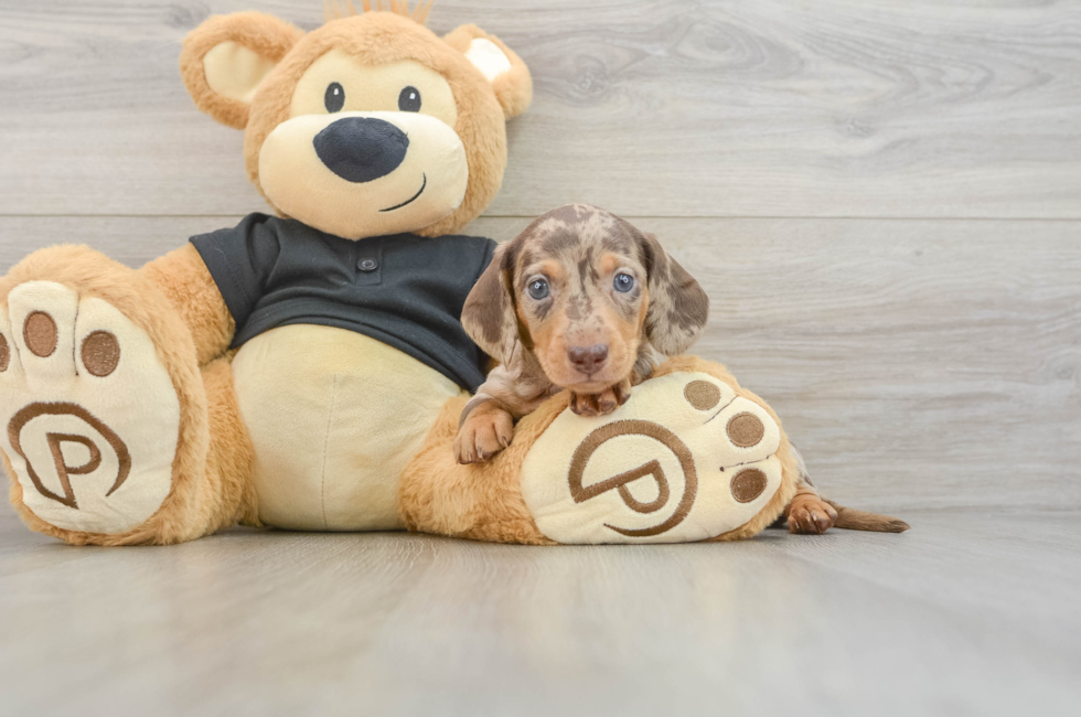 5 week old Dachshund Puppy For Sale - Seaside Pups