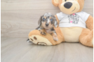 Best Dachshund Baby