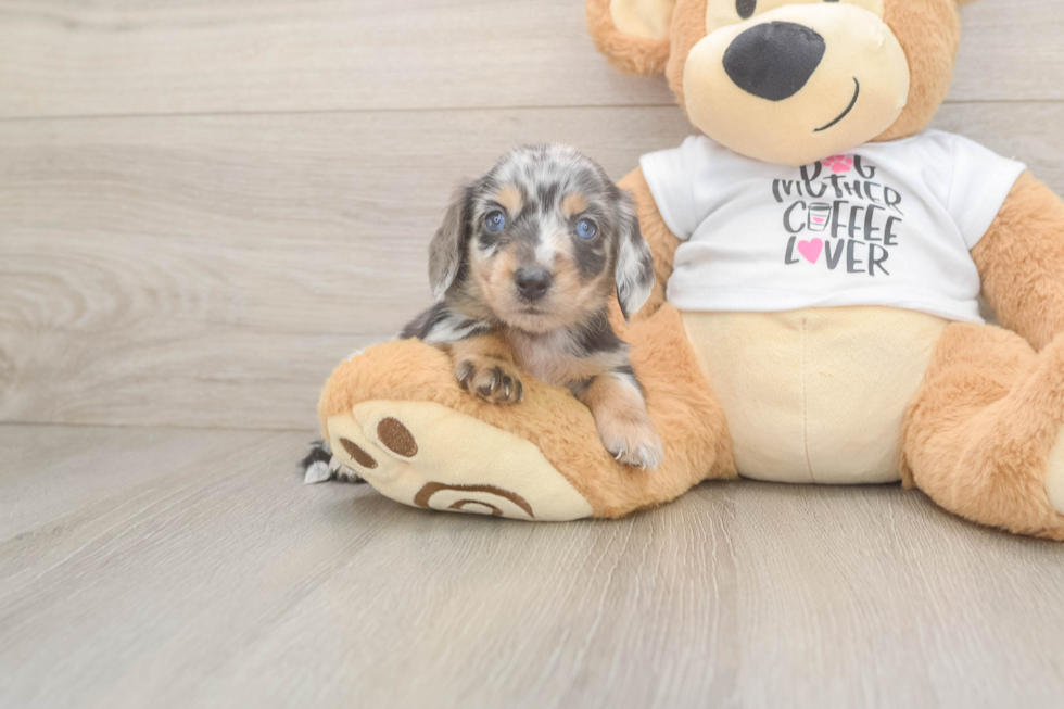 Best Dachshund Baby