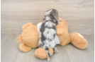 Cute Dachshund Baby