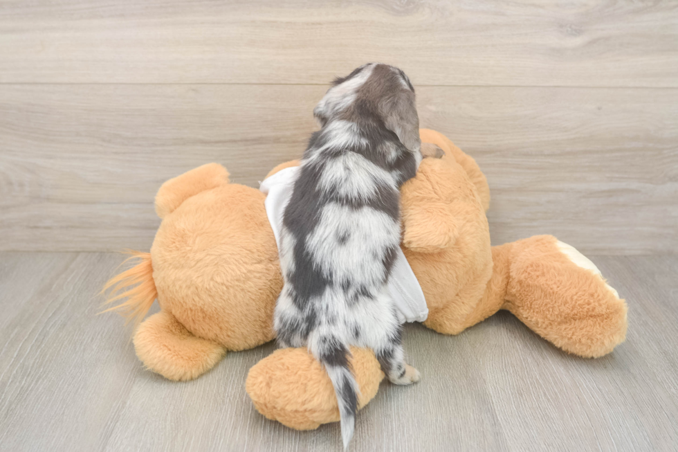 Cute Dachshund Baby