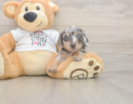 5 week old Dachshund Puppy For Sale - Seaside Pups