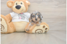 Best Dachshund Baby
