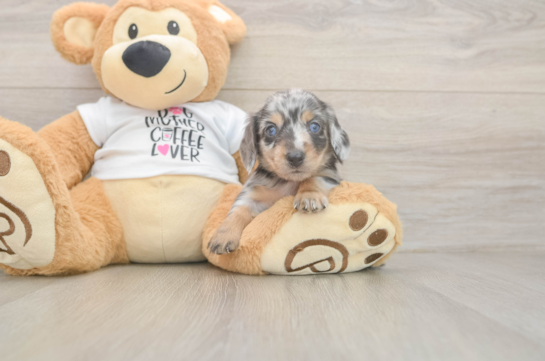 Best Dachshund Baby