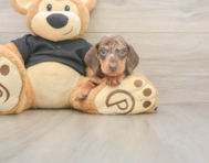 5 week old Dachshund Puppy For Sale - Seaside Pups