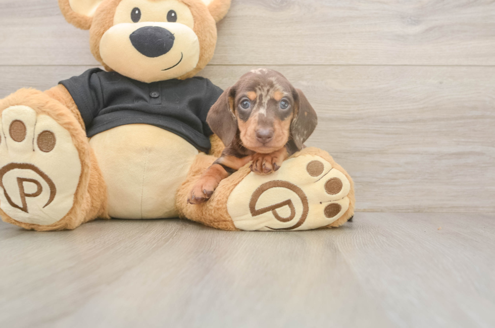 5 week old Dachshund Puppy For Sale - Seaside Pups