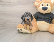 6 week old Dachshund Puppy For Sale - Seaside Pups