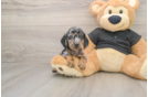 Dachshund Pup Being Cute