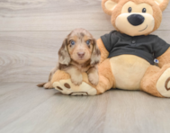 5 week old Dachshund Puppy For Sale - Seaside Pups