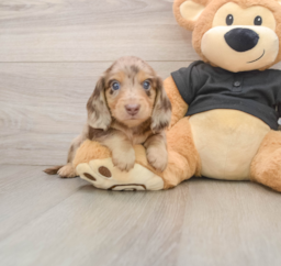 5 week old Dachshund Puppy For Sale - Seaside Pups