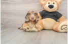 Cute Dachshund Purebred Pup