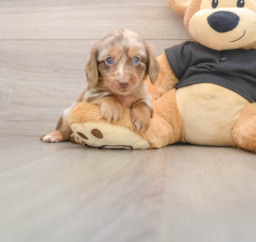 5 week old Dachshund Puppy For Sale - Seaside Pups