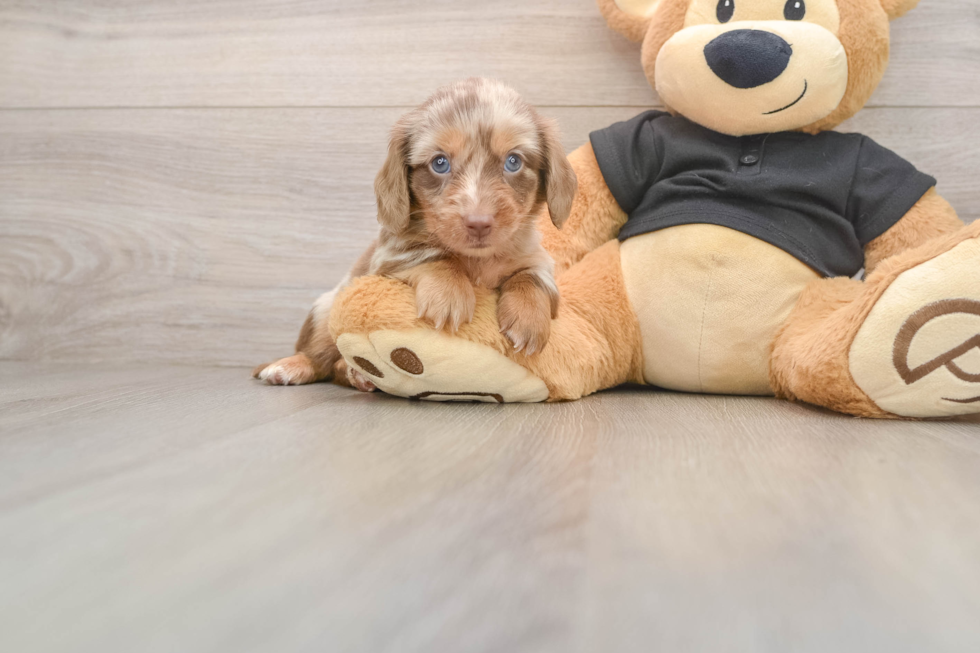 Dachshund Pup Being Cute