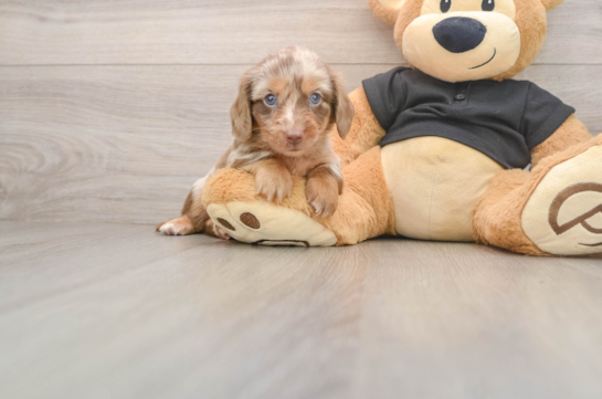 Dachshund Pup Being Cute