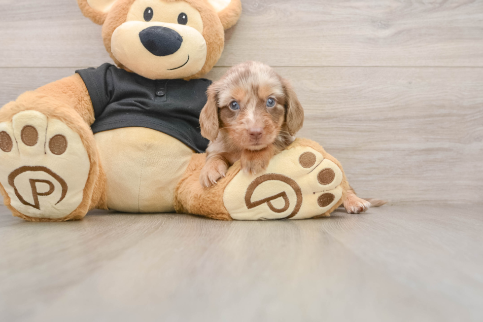 Cute Doxie Purebred Puppy